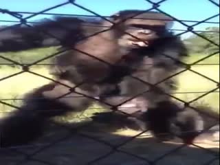 Реакция шимпанзе на музыку