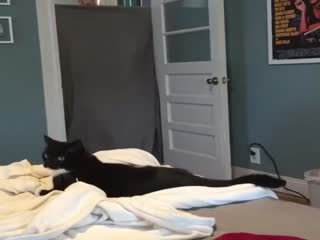 Фокус для кота