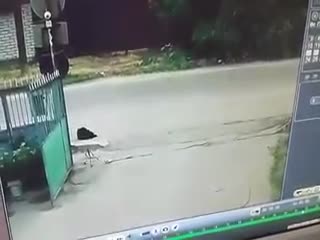 Водитель Nissan хладнокровно застрелил бездомную собаку