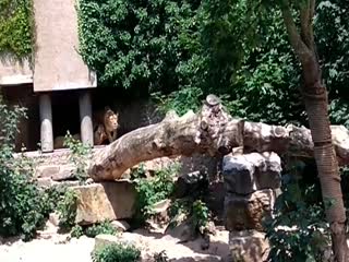 Роковая ошибка: цапля приземлилась в вольер со львами в зоопарке