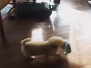 Хозяин, жрать давай!