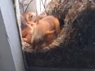 Семья белок в окне