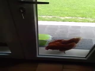 Умная курочка, скрываясь от жары, самостоятельно открыла себе дверь в жилище