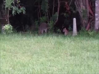 Рысь не ожидала, что еноты могут быть очень воинственными