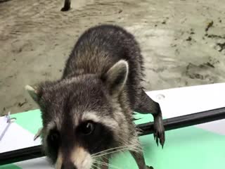 Наглый енот против каякерши