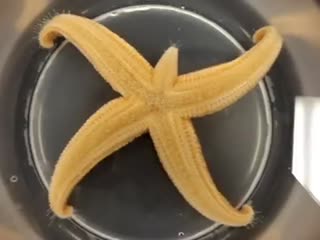 Морские звезды умеют переворачиваться