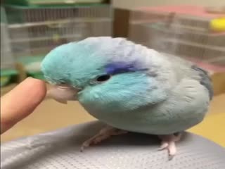 Кто бы мог подумать, что птицы боятся нарисованного лица