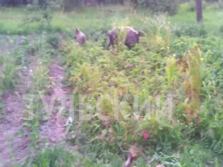 «Мам! Они клубнику жрут»: жители одоевского села сняли на видео наглых кабанов