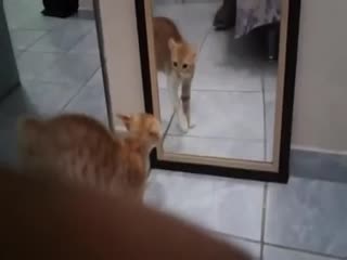 Это фиаско, котан!