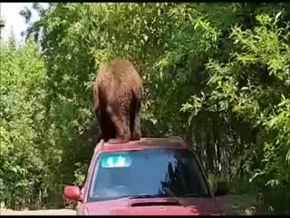 Двухлетний медведь-налётчик