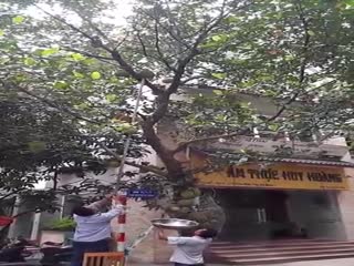 Сбор фруктов во Вьетнаме