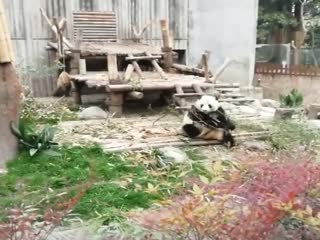 Kung Fu Panda на самом деле