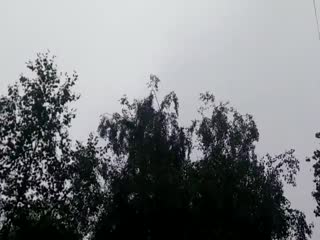 В Тверской области пожарные мощной струей из брандспойта пытались сбить с дерева кота