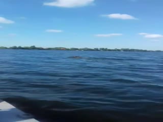 Не каждый кабан доплывет до середины Днепра