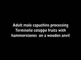 Обезьяны вошли в каменный век