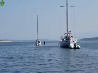 В Канаде касатка 