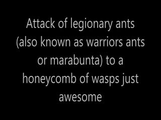 Муравьи атакуют гнездо ос