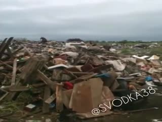 Собака – лучший друг… медведя!