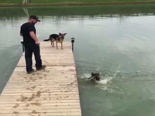 Собаки и вода