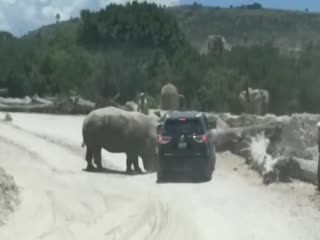 Носорог решил забодать авто