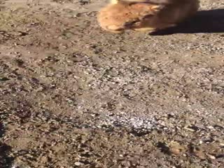 Вомбат заявился на стройку и напал на рабочего