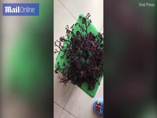 Во Вьетнаме волнами на берег выбросило неизвестное морское существо