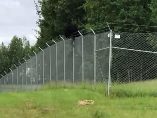 Медведь перелезает через забор с колючей проволокой