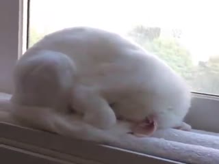 Когда кот в глубоком сне