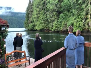 Горбатые киты удивили посетителей гостевого дома в Канаде