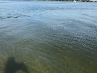 Неожиданная встреча в воде возле самого берега