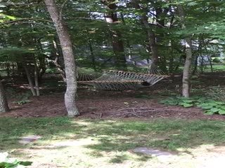 Американка сняла на видео отдыхающего в ее гамаке медведя