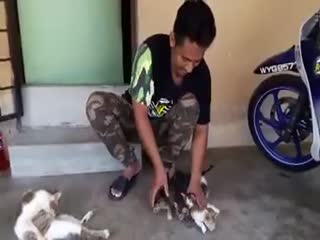 Как убаюкать котят