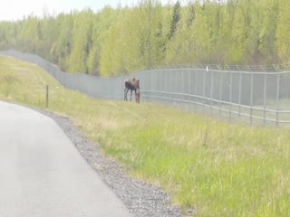 Лосиха с двумя детёнышами атаковала велосипедиста