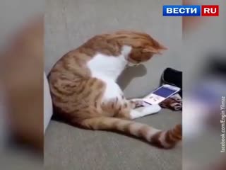 Трогательное видео! Кот увидел на экране смартфона своего покойного хозяина