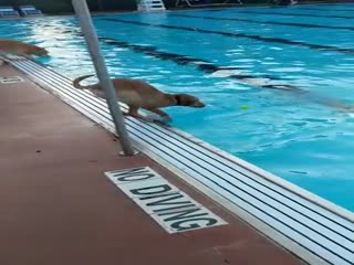 Пёс решает сложную задачу