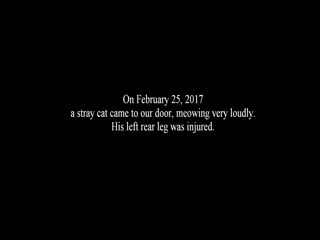 Берегите котиков