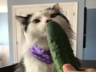 Ничего необычного!