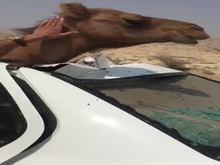 Сбили верблюда