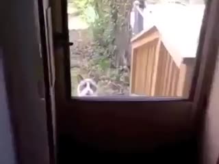 Кот просится домой