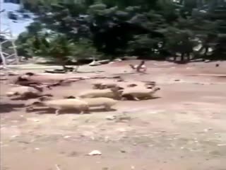 Баран отомстил за унижение