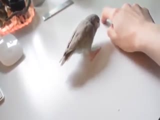 Дрессированная птичка