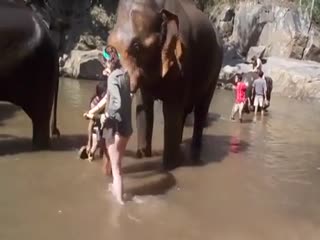 Надо уметь трогать слонов за хобот