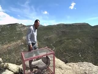 Кондор примеряется к ветру перед взлетом