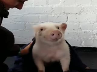 Больше никогда не буду есть свинину...