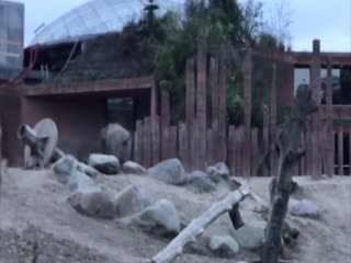 В датском зоопарке безумец забрался в вольер к слонам