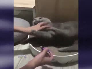 Как подстричь когти кошке