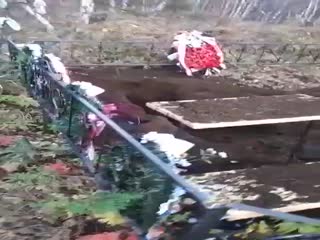 В Карелии застрелили разрывшего могилы медведя