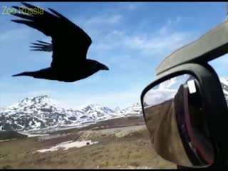 Шустрая ворона