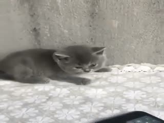 Смешной котёнок