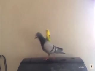 Глядите, какой наездник!